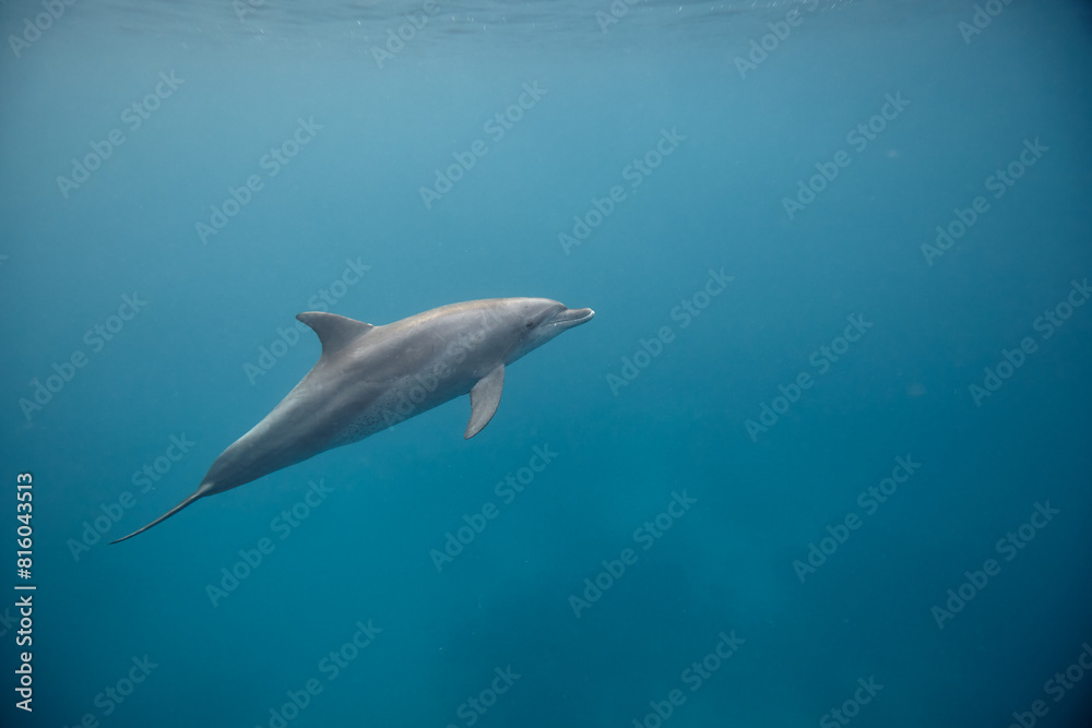 Obraz premium Common bottlenose dolphin tursiops truncatus underwater
