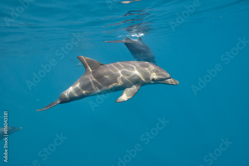 Common bottlenose dolphin tursiops truncatus underwater