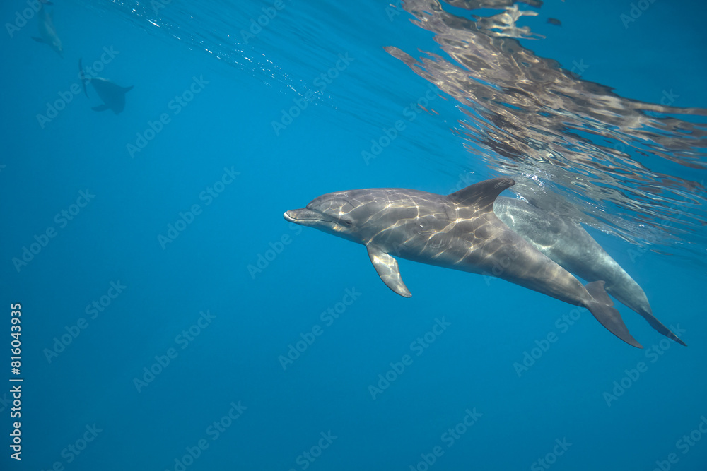 Fototapeta premium Common bottlenose dolphin tursiops truncatus underwater