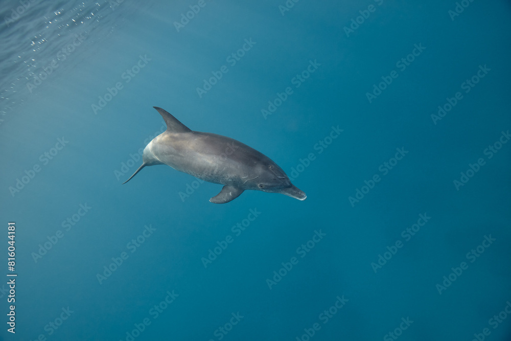 Fototapeta premium Common bottlenose dolphin tursiops truncatus underwater