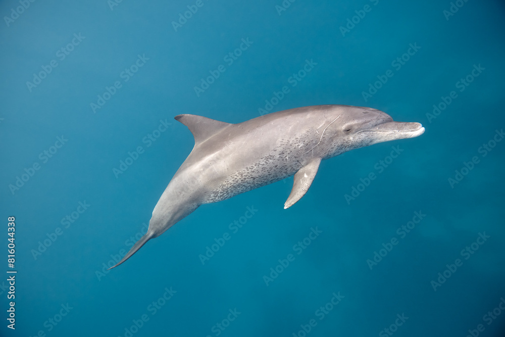 Common bottlenose dolphin tursiops truncatus underwater