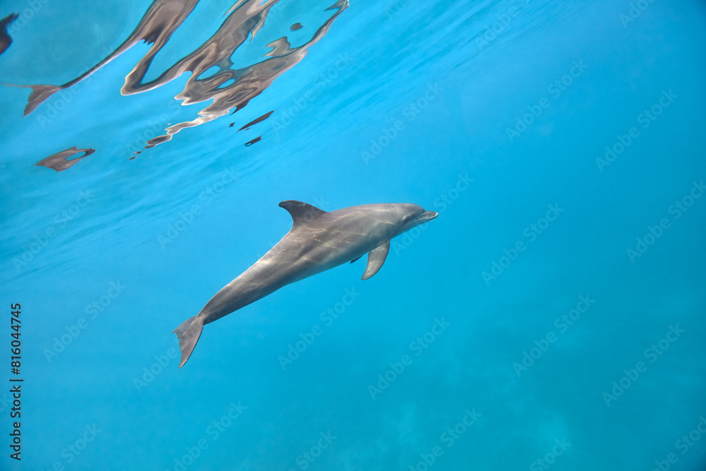 Naklejka premium Common bottlenose dolphin tursiops truncatus underwater