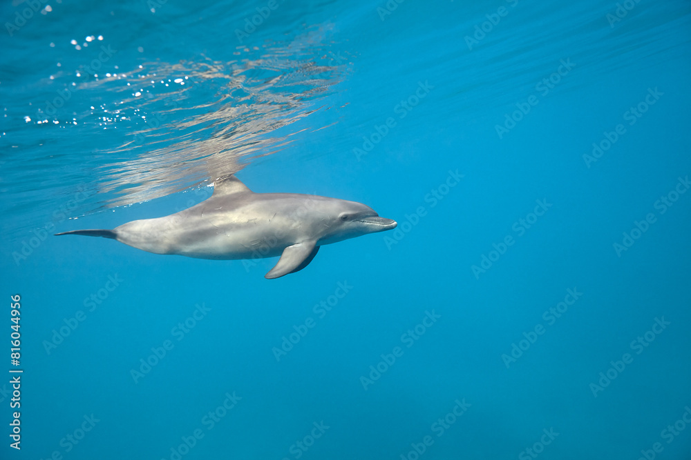 Common bottlenose dolphin tursiops truncatus underwater Common bottlenose dolphin tursiops truncatus underwater