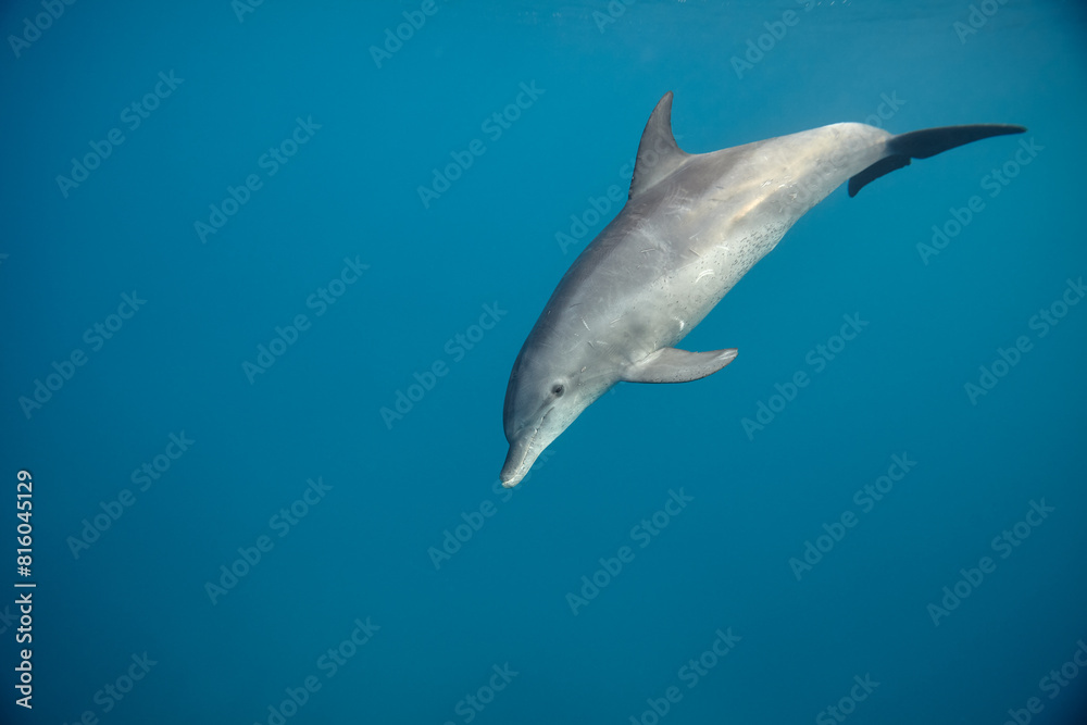 Common bottlenose dolphin tursiops truncatus underwater Common bottlenose dolphin tursiops truncatus underwater