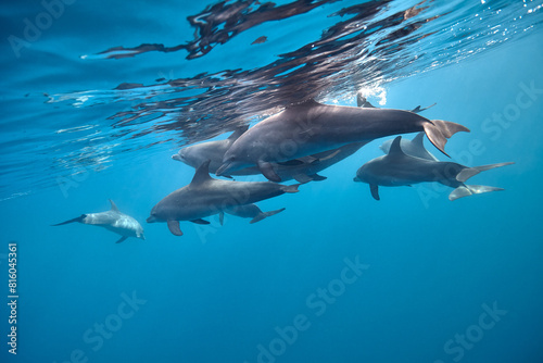 Common bottlenose dolphin tursiops truncatus underwater © zimagine