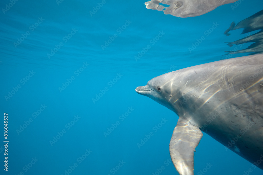 Fototapeta premium Common bottlenose dolphin tursiops truncatus underwater