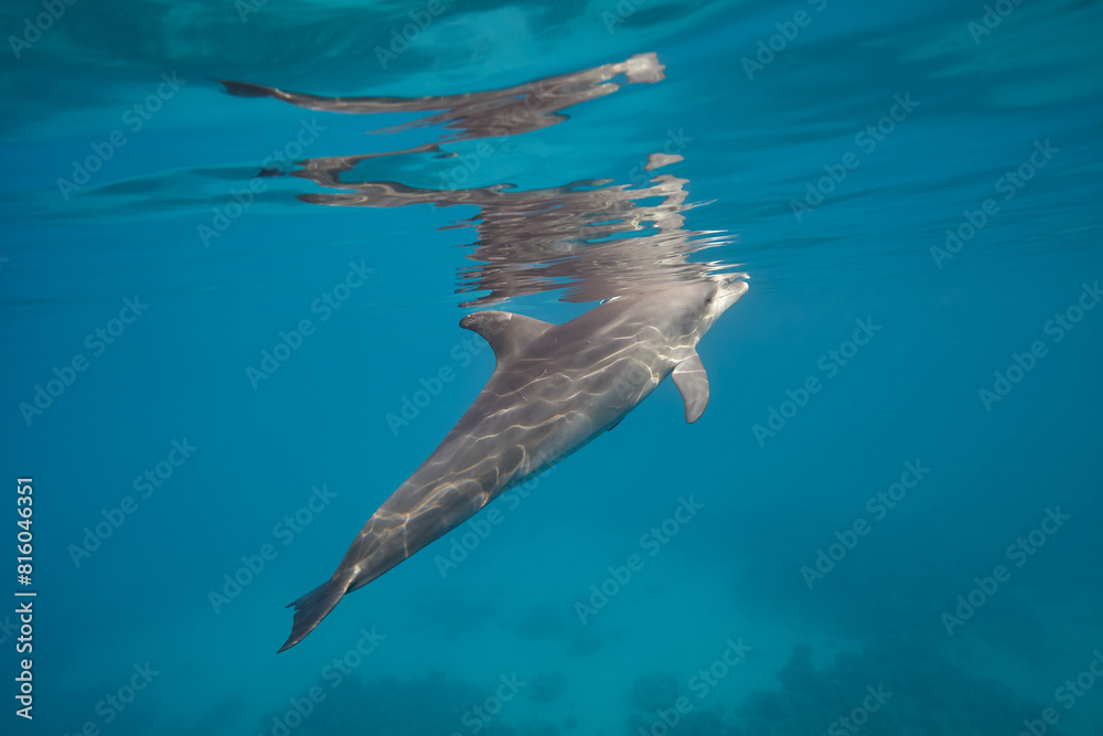 Naklejka premium Common bottlenose dolphin tursiops truncatus underwater