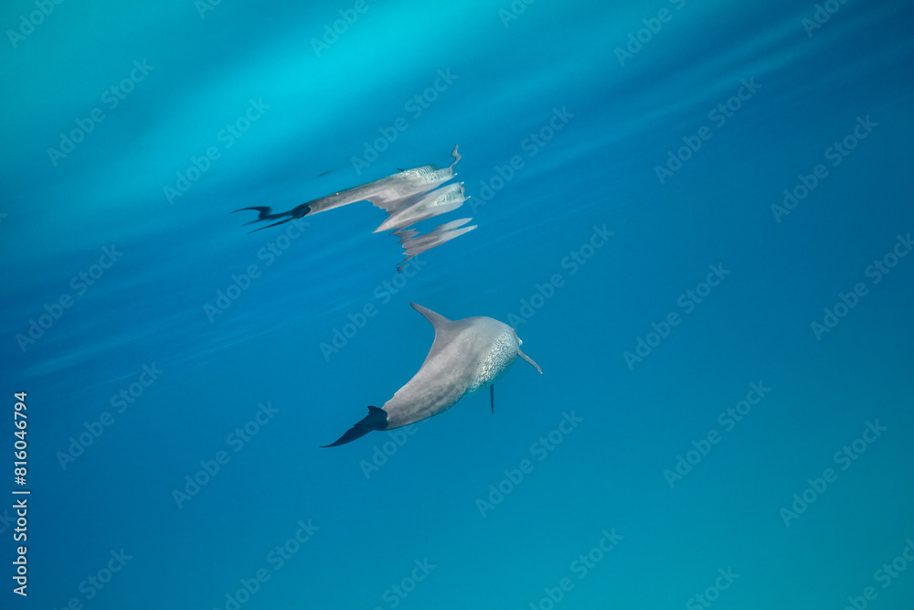 Fototapeta premium Common bottlenose dolphin tursiops truncatus underwater