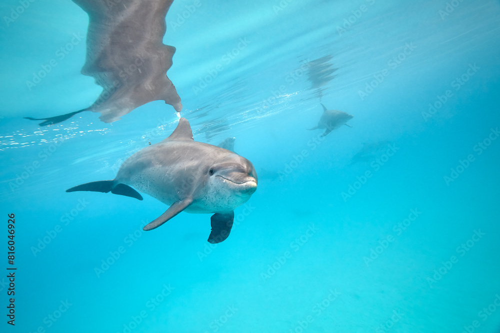 Fototapeta premium Common bottlenose dolphin tursiops truncatus underwater