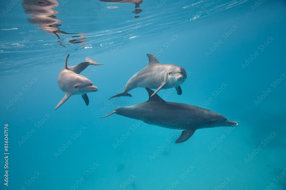Fototapeta premium Common bottlenose dolphin tursiops truncatus underwater