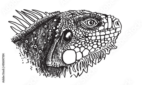 Graphical hand drawn iguana isolated on white background,vector illustration, lizard