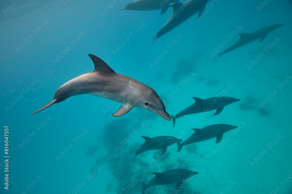 Common bottlenose dolphin tursiops truncatus underwater Common bottlenose dolphin tursiops truncatus underwater