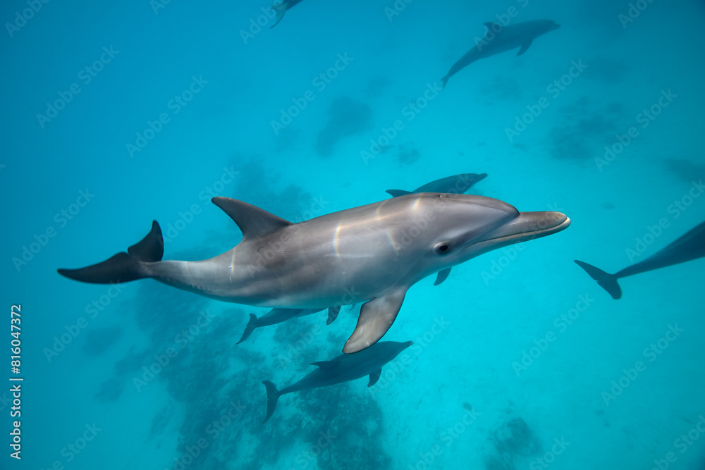 Obraz premium Common bottlenose dolphin tursiops truncatus underwater