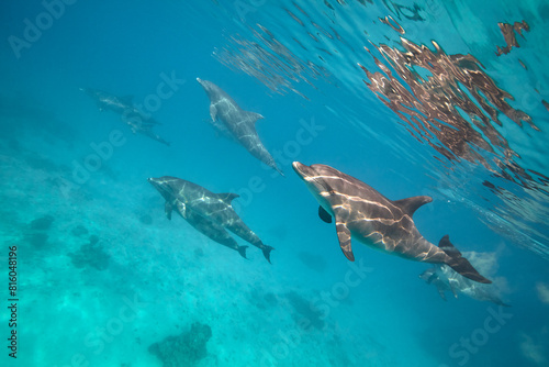 Common bottlenose dolphin tursiops truncatus underwater