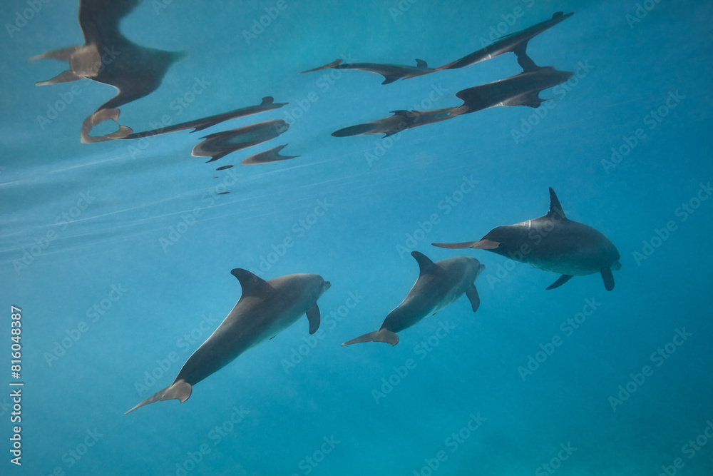 Fototapeta premium Common bottlenose dolphin tursiops truncatus underwater