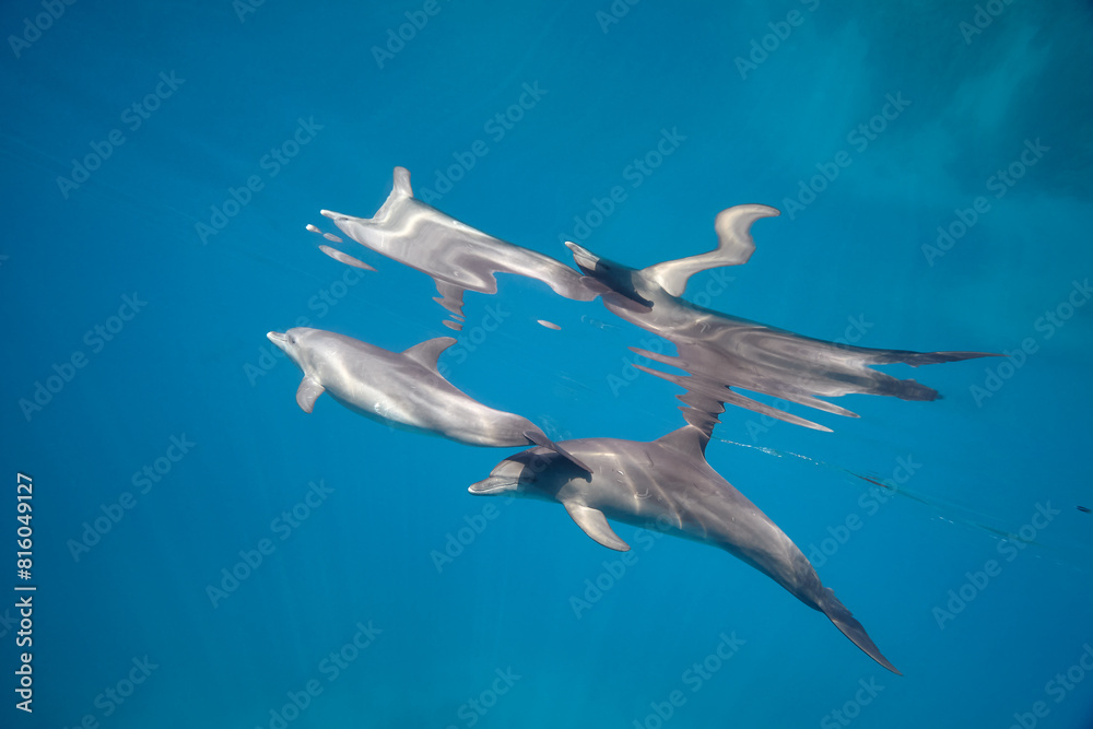 Obraz premium Common bottlenose dolphin tursiops truncatus underwater