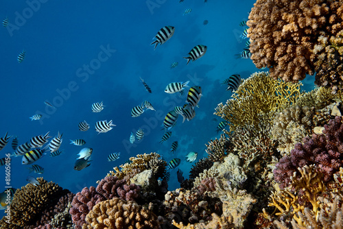 Fototapeta Naklejka Na Ścianę i Meble -  Underwater seascape coral and fishes