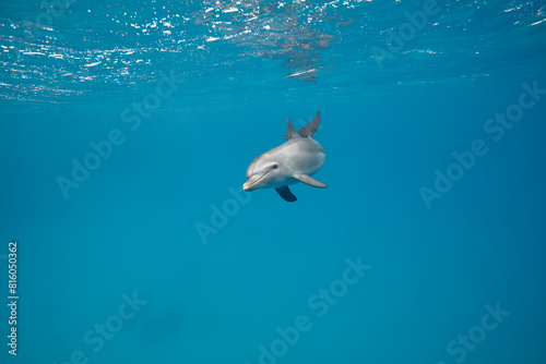 Common bottlenose dolphin tursiops truncatus underwater