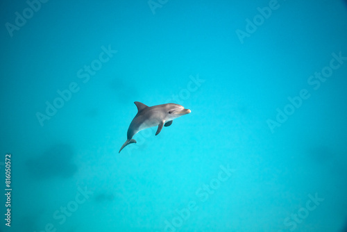 Common bottlenose dolphin tursiops truncatus underwater © zimagine