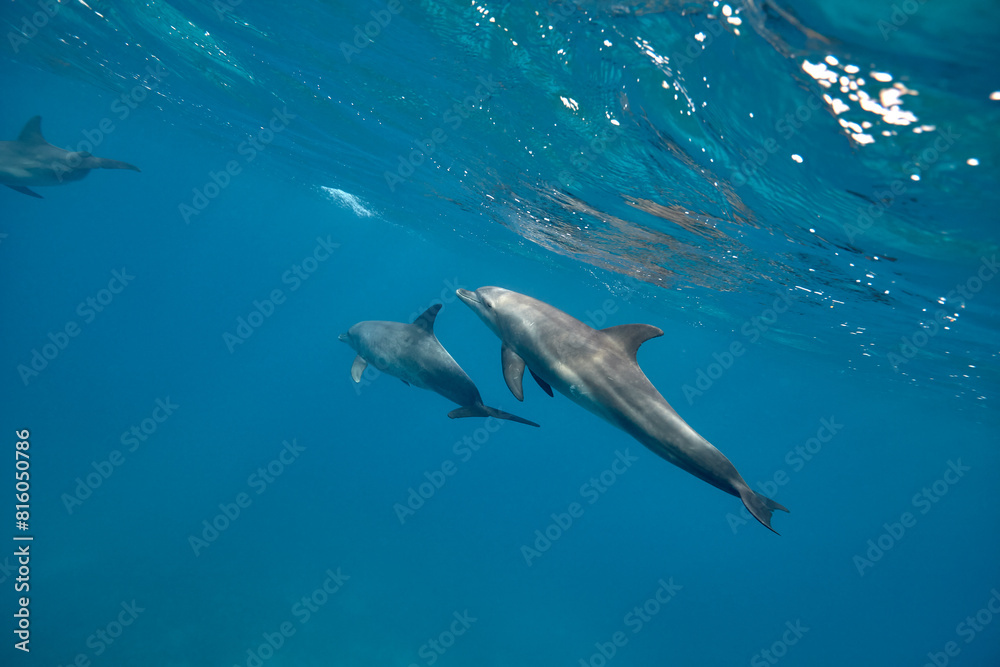 Naklejka premium Common bottlenose dolphin tursiops truncatus underwater