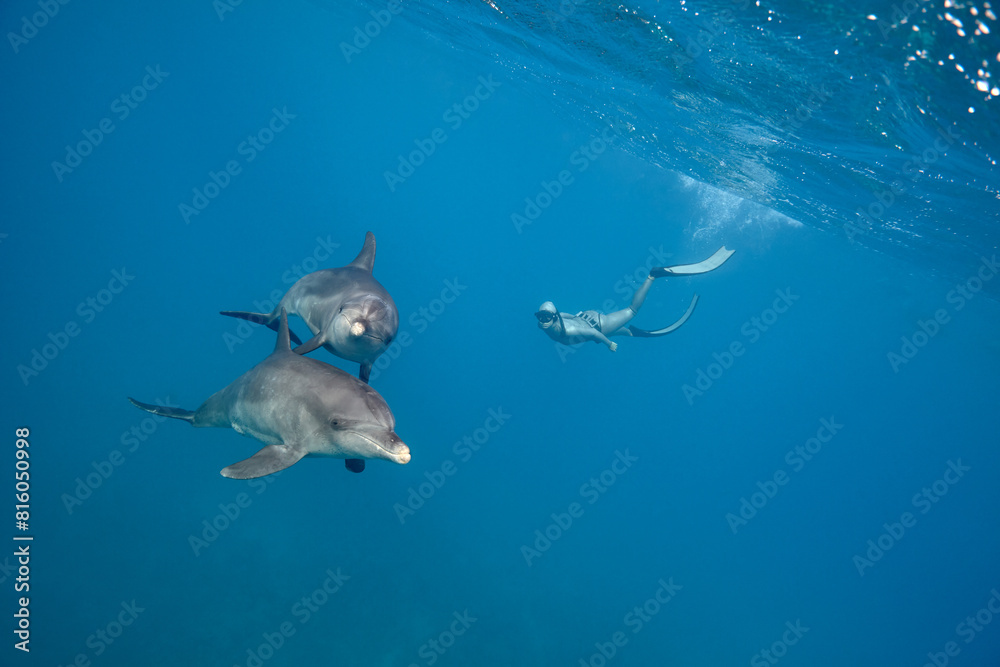 Common bottlenose dolphin tursiops truncatus and freediver underwater