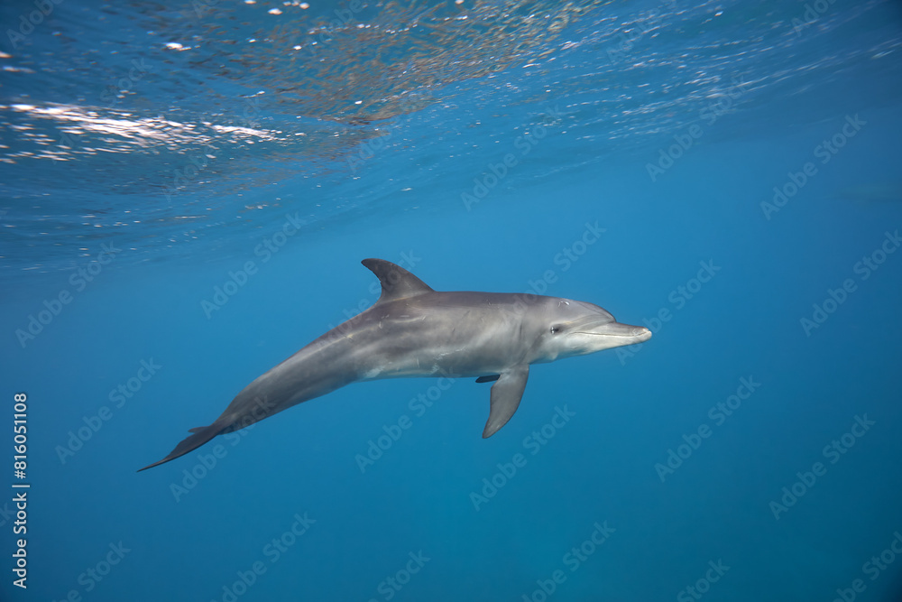 Fototapeta premium Common bottlenose dolphin tursiops truncatus underwater