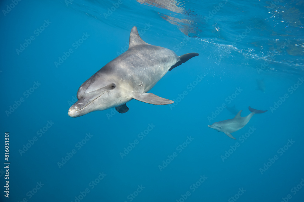 Fototapeta premium Common bottlenose dolphin tursiops truncatus underwater