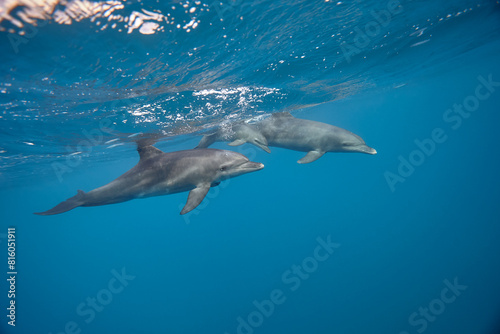 Common bottlenose dolphin tursiops truncatus underwater