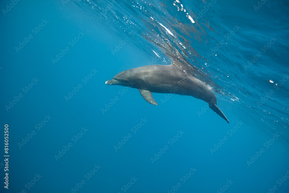 Fototapeta premium Common bottlenose dolphin tursiops truncatus underwater