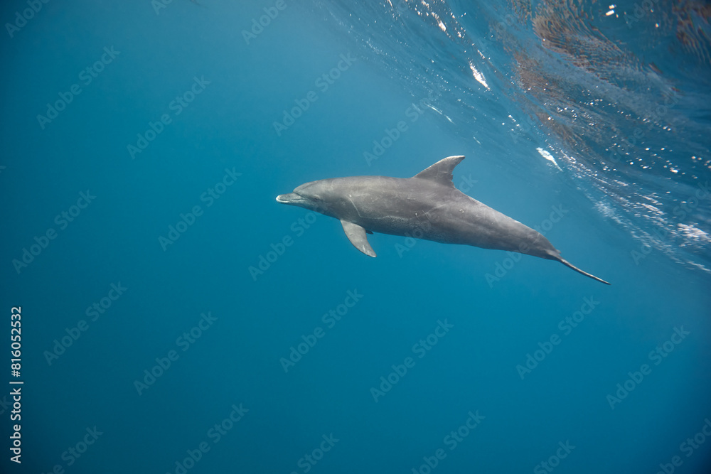 Common bottlenose dolphin tursiops truncatus underwater Common bottlenose dolphin tursiops truncatus underwater