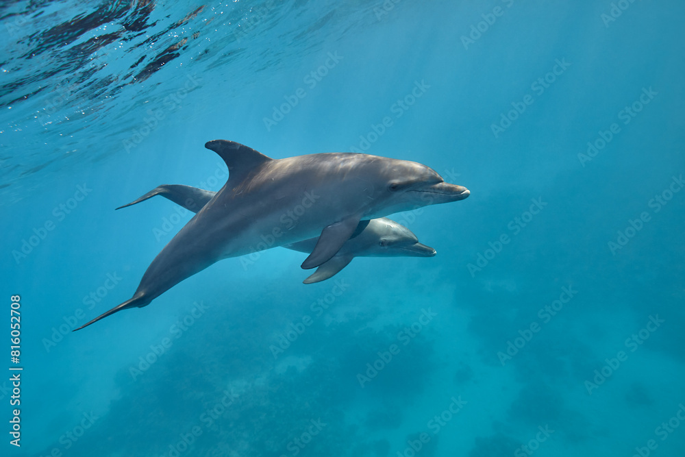 Fototapeta premium Common bottlenose dolphin tursiops truncatus underwater