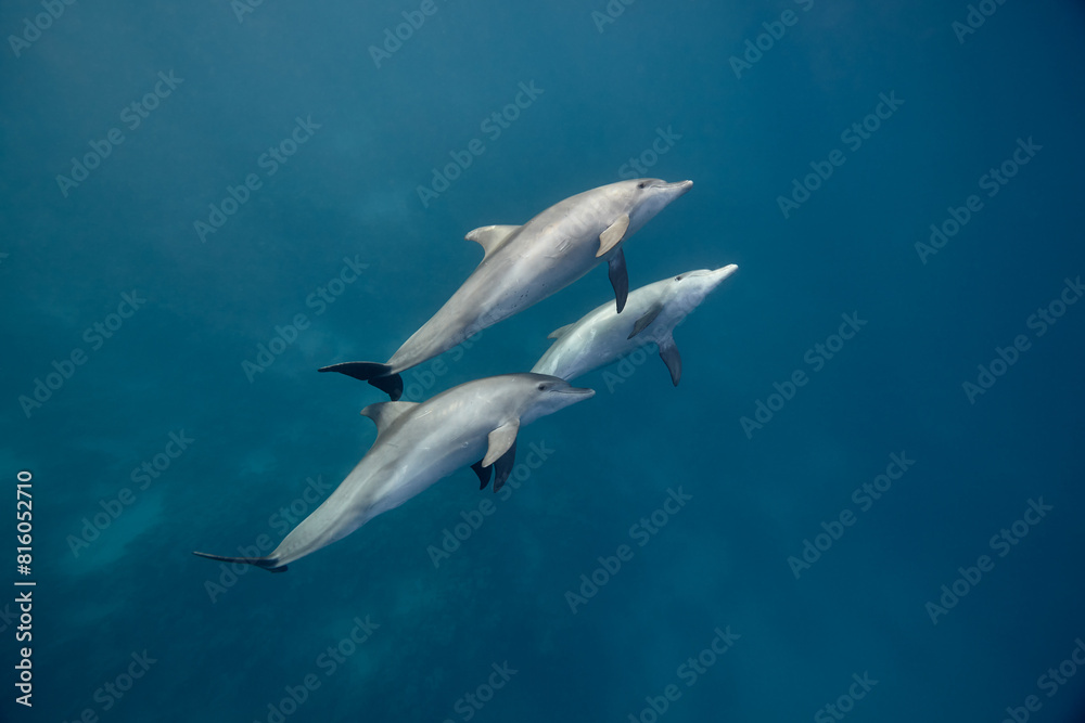Common bottlenose dolphin tursiops truncatus underwater