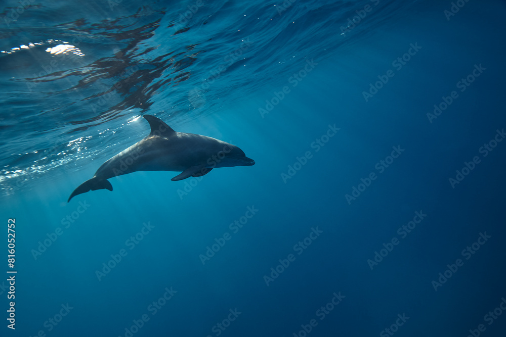 Fototapeta premium Common bottlenose dolphin tursiops truncatus underwater