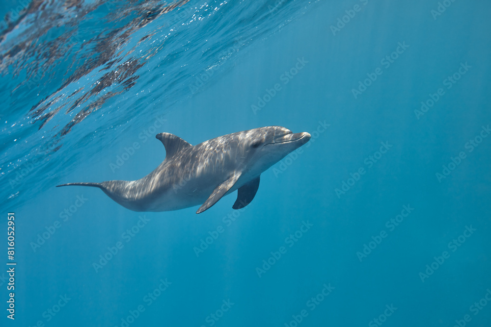 Naklejka premium Common bottlenose dolphin tursiops truncatus underwater