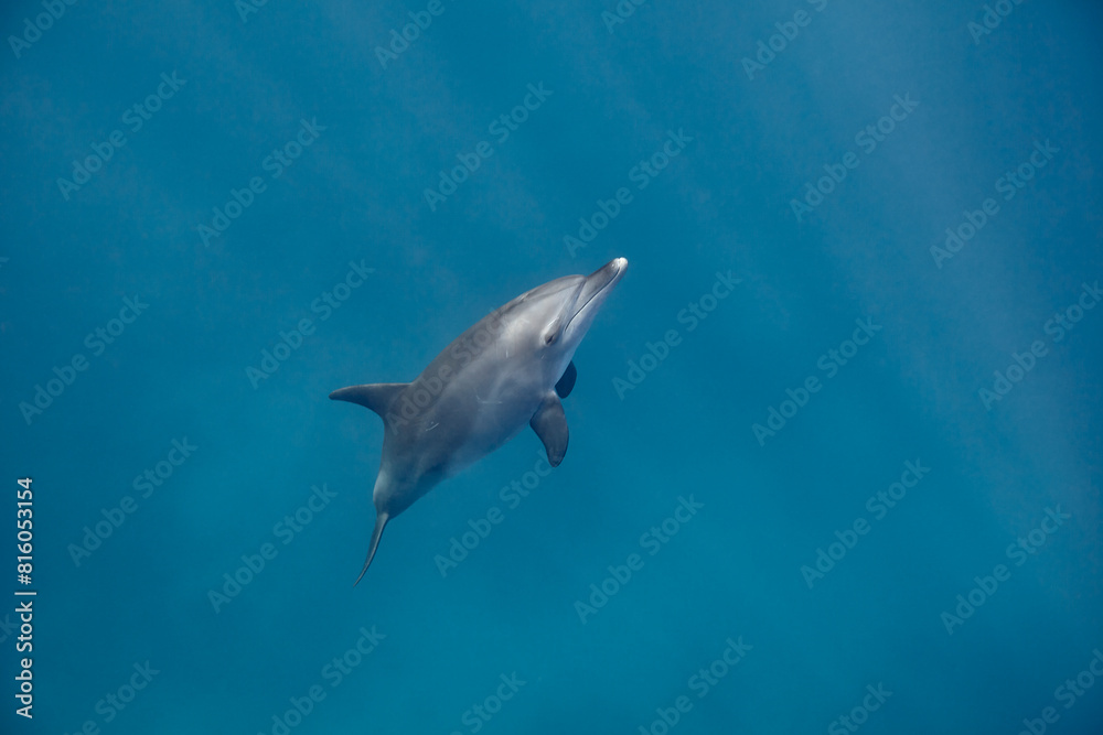 Naklejka premium Common bottlenose dolphin tursiops truncatus underwater