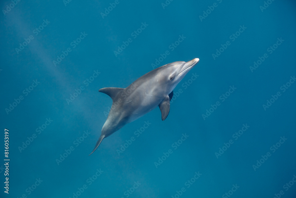 Common bottlenose dolphin tursiops truncatus underwater Common bottlenose dolphin tursiops truncatus underwater