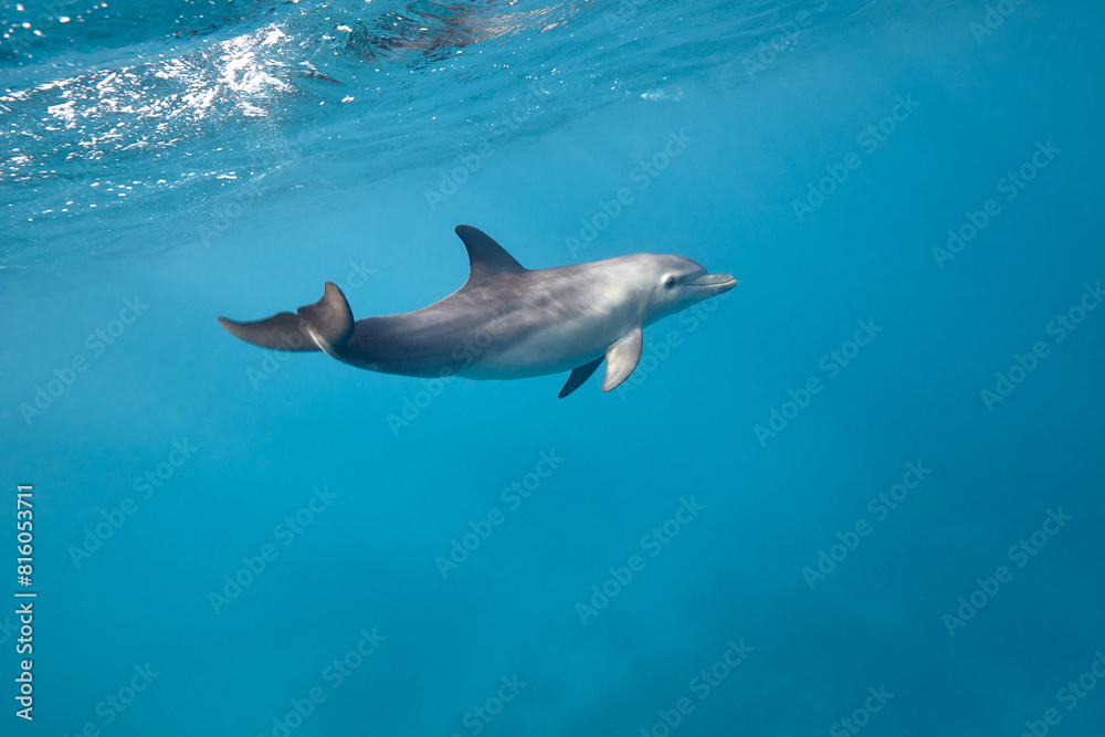 Fototapeta premium Common bottlenose dolphin tursiops truncatus underwater