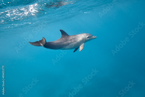 Common bottlenose dolphin tursiops truncatus underwater