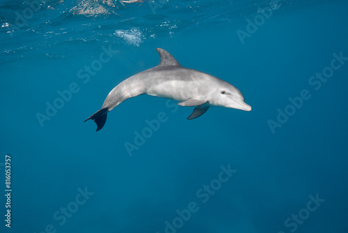 Common bottlenose dolphin tursiops truncatus underwater