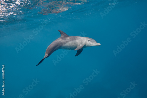 Common bottlenose dolphin tursiops truncatus underwater