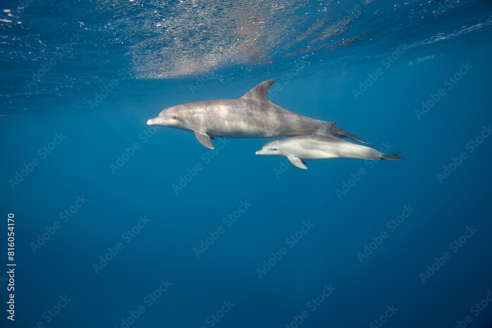 Naklejka premium Common bottlenose dolphin tursiops truncatus underwater