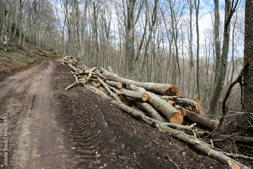Trees cut down for firewood on the roadside