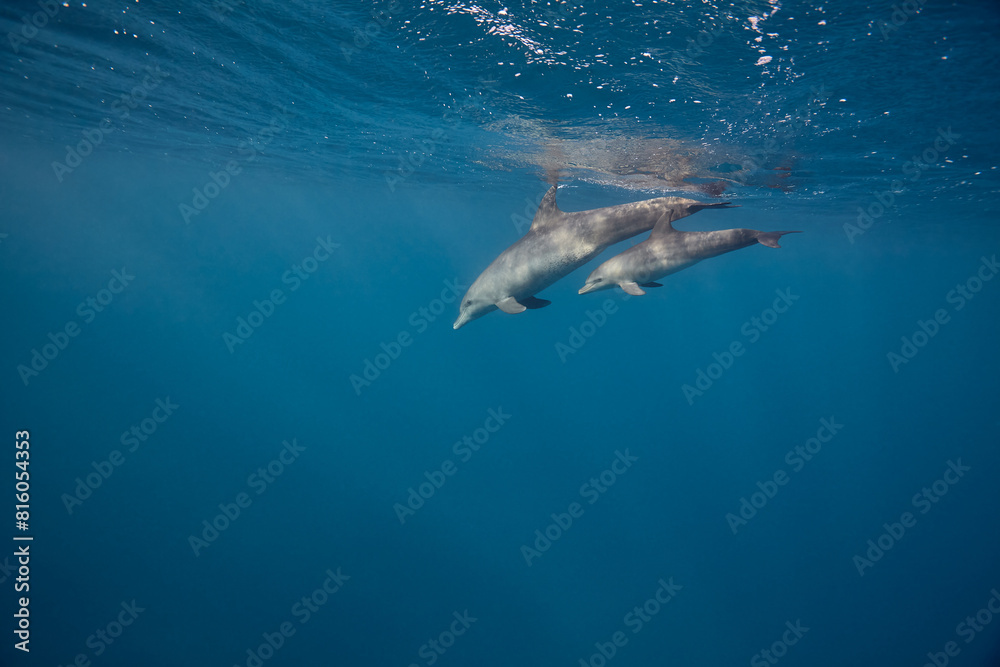 Obraz premium Common bottlenose dolphin tursiops truncatus underwater