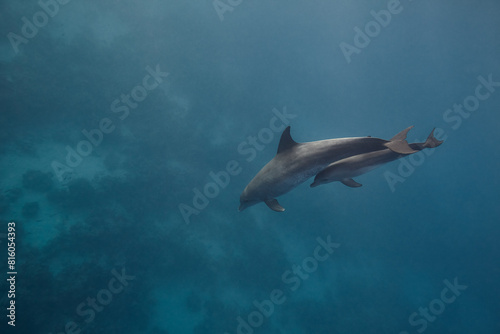 Common bottlenose dolphin tursiops truncatus underwater