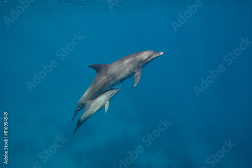 Common bottlenose dolphin tursiops truncatus underwater