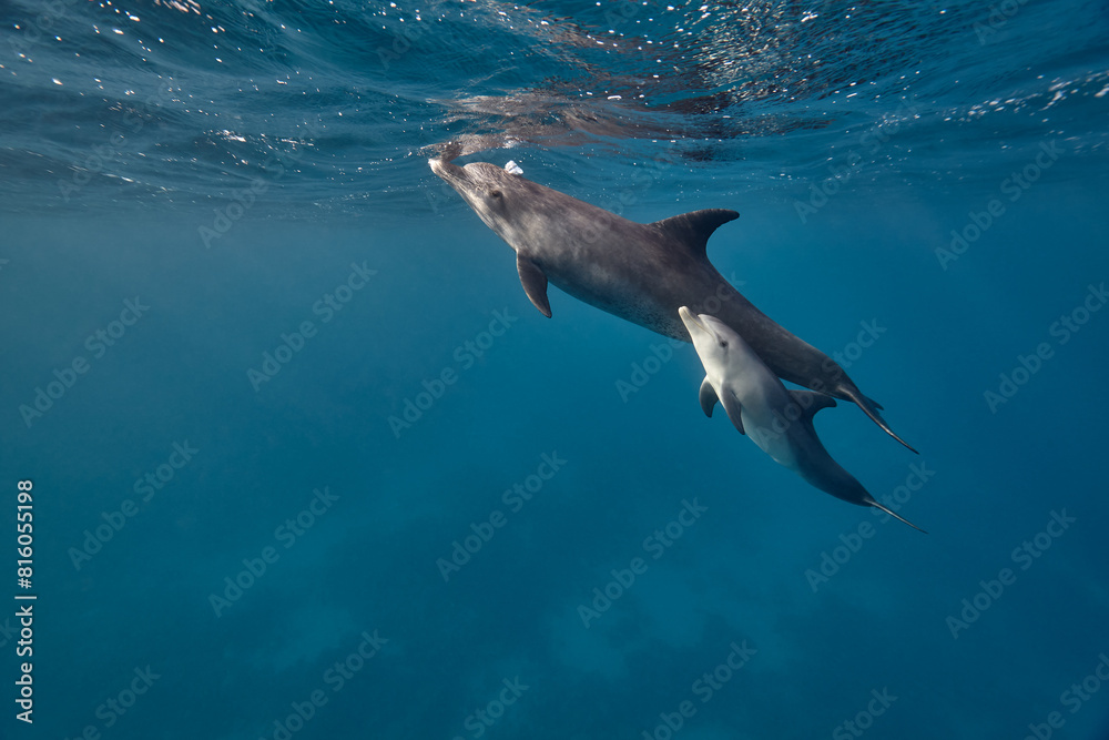 Fototapeta premium Common bottlenose dolphin tursiops truncatus underwater