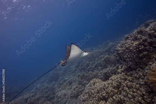 Aetomylaeus maculatus eagle ray underwater photo