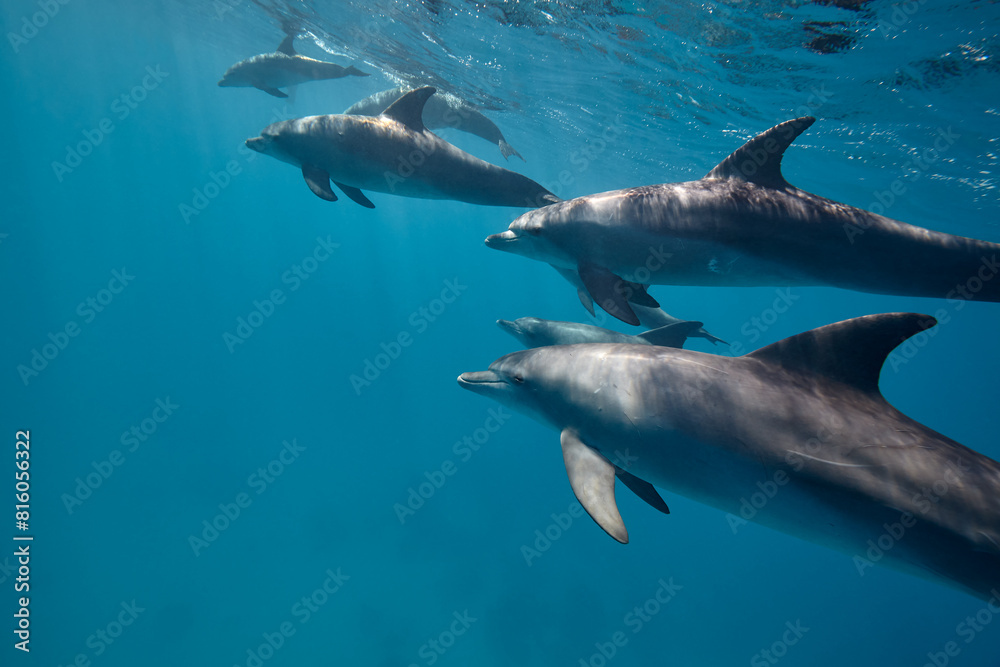 Naklejka premium Common bottlenose dolphin tursiops truncatus underwater