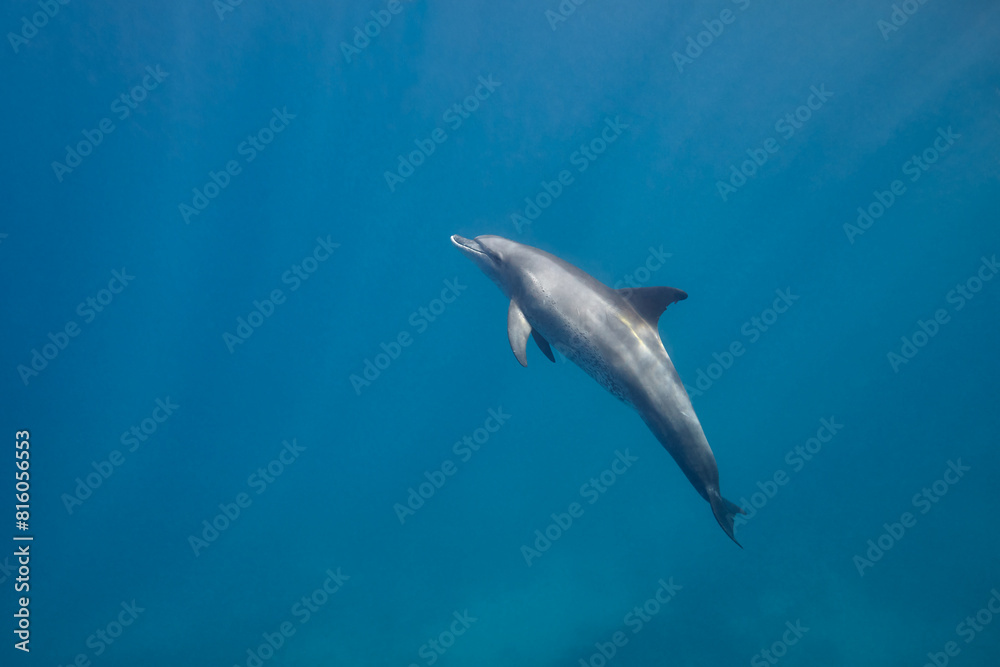 Common bottlenose dolphin tursiops truncatus underwater Common bottlenose dolphin tursiops truncatus underwater