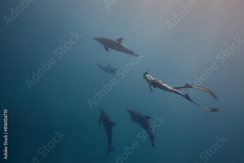 Common bottlenose dolphin tursiops truncatus and freediver underwater